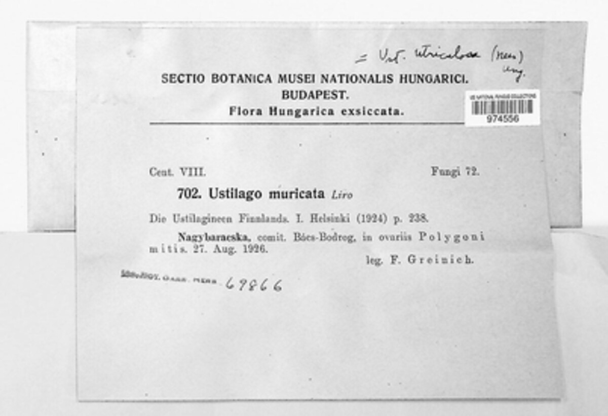 Ustilago muricata image